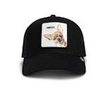Cap The Amigo Dog